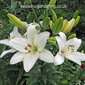 Lilium (Lily) Planting and Growing Guide