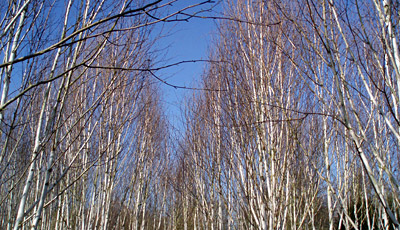 Birch Trees in January