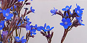 Anchusa blue flowers