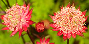 red astrantia flowers