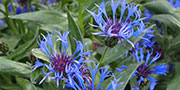 Centaurea blue flowers