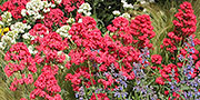Valerian red flowers