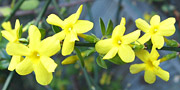 jasmine yellow flower