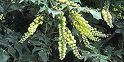 mahonia japonica