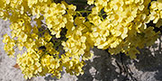 alyssum saxatile yellow flowers