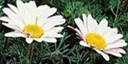 Anacyclus daisy flower