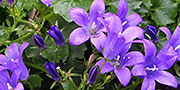Campanula carpatica blue flower