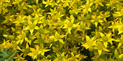 Sedum Acre yellow flowers
