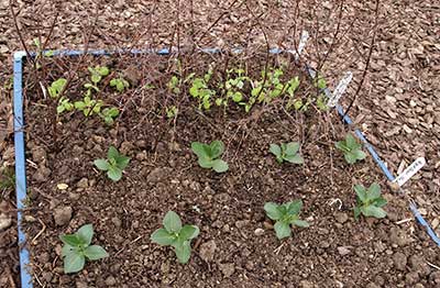 Broad bean and first early pea seedlings