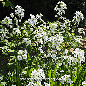 Hesperis white flowers