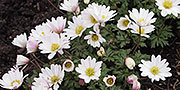 anenome blanda white splendour