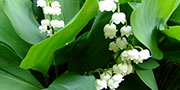 Conuallaria majalis (lily of the-valley)
