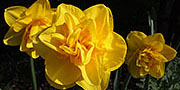 Narcissus (daffodil)