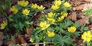 yellow Eranthis flowers