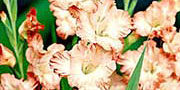 gladioli flowers