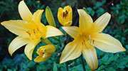 yellow lilies