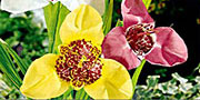 Tigridia Flowers