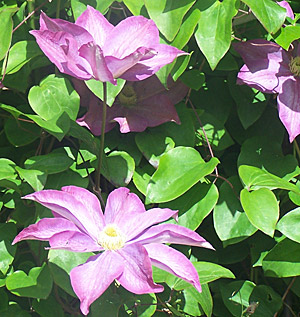 Clematis Large Flower Hagley Hybrid