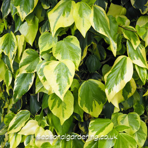 variegated ivy leaves
