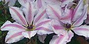 Clematis Nelly Moser flowers