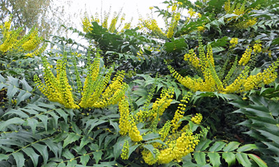Mahonia yellow flowers