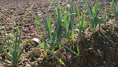 Leeks in ground in February