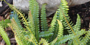 common polypody fern