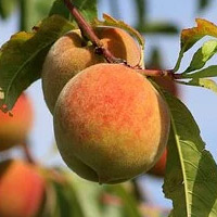 peach ripening on tree