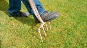 Aerating the lawn with a fork