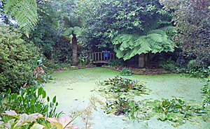 Tropical Bog Garden
