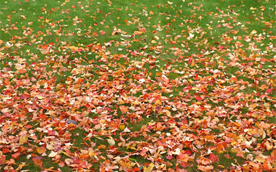 leaves on the lawn