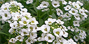 white alyssum flowers