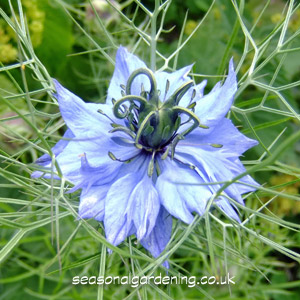 Nigella damascena Blue Flower