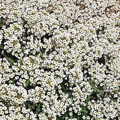Lobularia Maritima Alyssum 'Carpet Of Snow'
