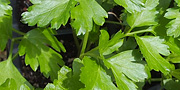 parsley leaves