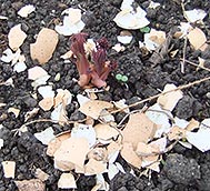 dicentra shoots protected by egg shells