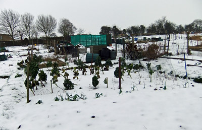 Snow on the Allotment