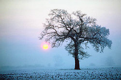 English Countryside Winter Scene