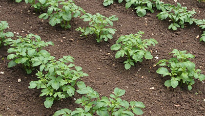 potato crop in rows
