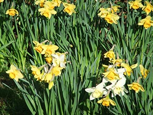 naturalised daffodils