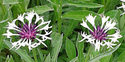 centaurea flowers