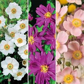 Japanese Anemone Collection