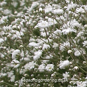 Gypsophila Baby S Breath Planting And Growing Guide
