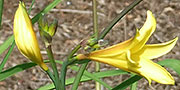 Hemerocallis flower