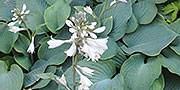 hosta white flowers