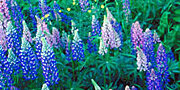 blue lupin flowers
