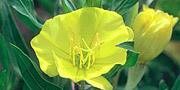oenothera