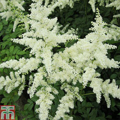Astilbe False Goat S Beard Planting And Growing Guide