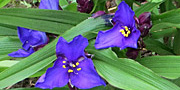 Tradescantia blue flowers