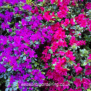 Pink and Purple Azalea Flowers
